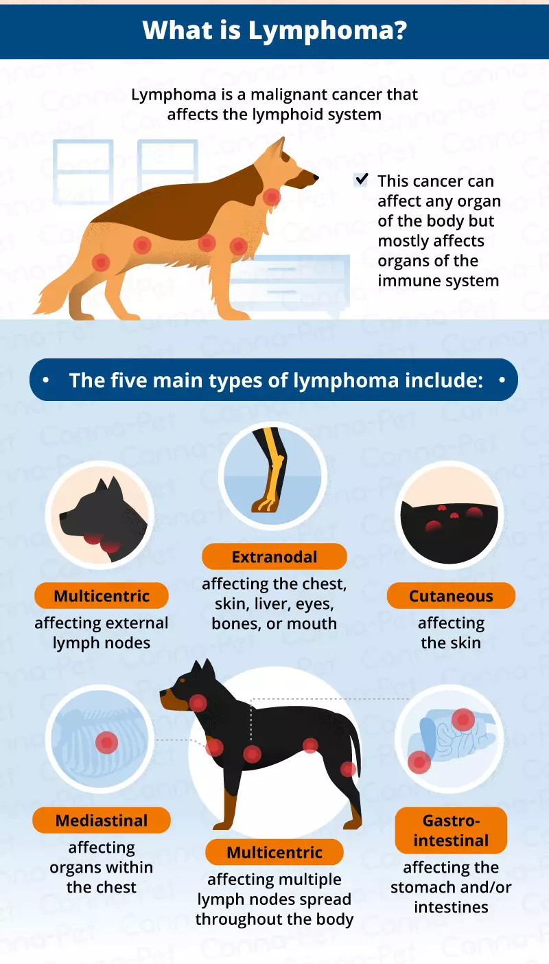 dog-lymphoma-symptoms-treatment-bow-wow-meow