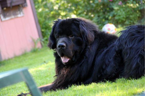 Canadian Newfoundland Dog lies outside on the grass