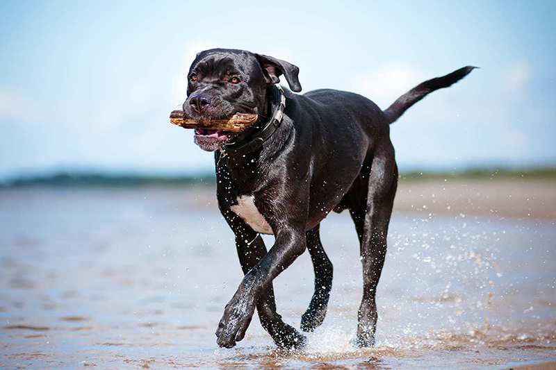 CaneCorso_adult-running-on-beach Cane Corso Bow Wow Meow Pet Insurance