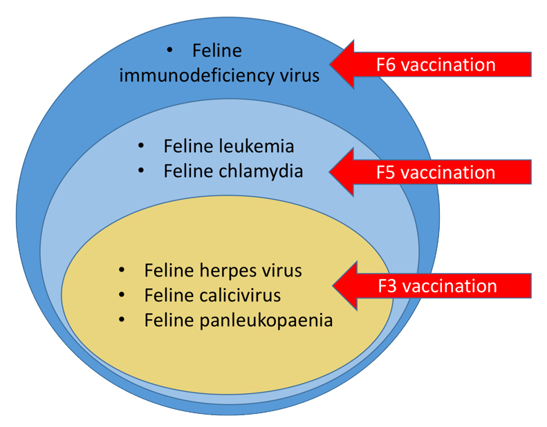Cat vaccination diagram
