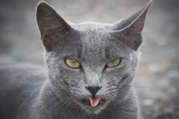 Close-up Portrait of a Russian Blue Cat