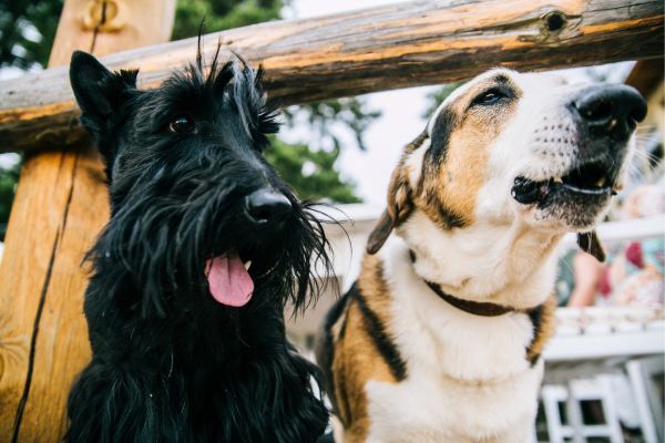 Closeup Photo of Scottish Terrier and Adult Short-coated White and Tan Dog