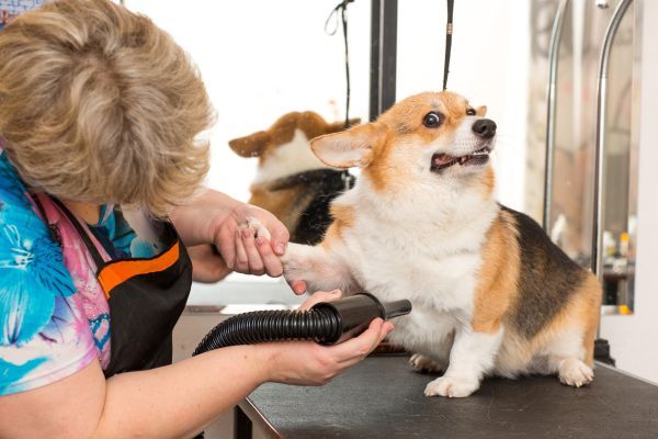 Corgi in a Grooming Salon