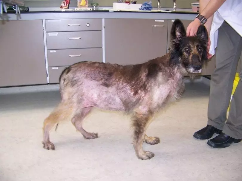 why my german shepherd losing hair