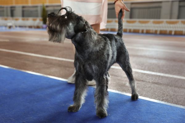 Cute Grey Standard Schnauzer at Dog Show