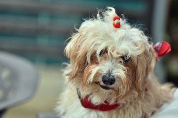 Cute Havanese dog