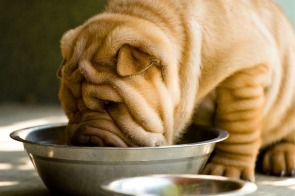 Cute Sharpei puppy eats from its bowl