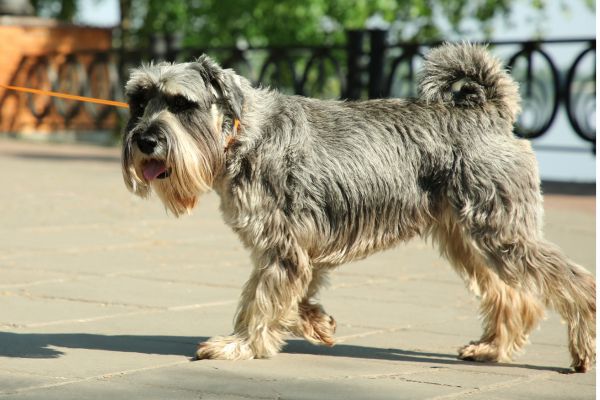Cute Standard Schnauzer with Leash on City Street