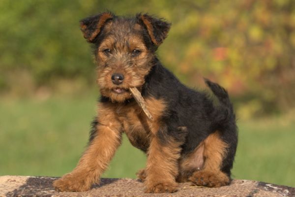 Cute Welsh Terrier puppy with a stick in its mouth