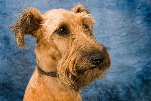 Cute and fun Dog Portrait Photograph of an Irish Terrier