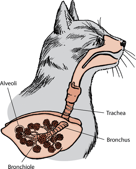 Pneumonia in cats: diagram of cat’s lungs and airways