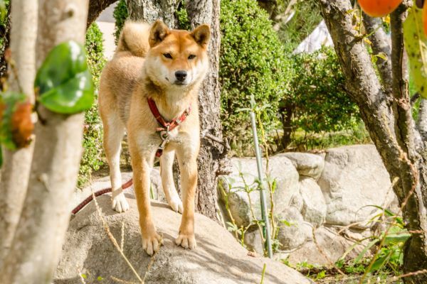 Akita inu walking along a tree trunk in the garden