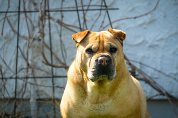 Shar-Pei portrait