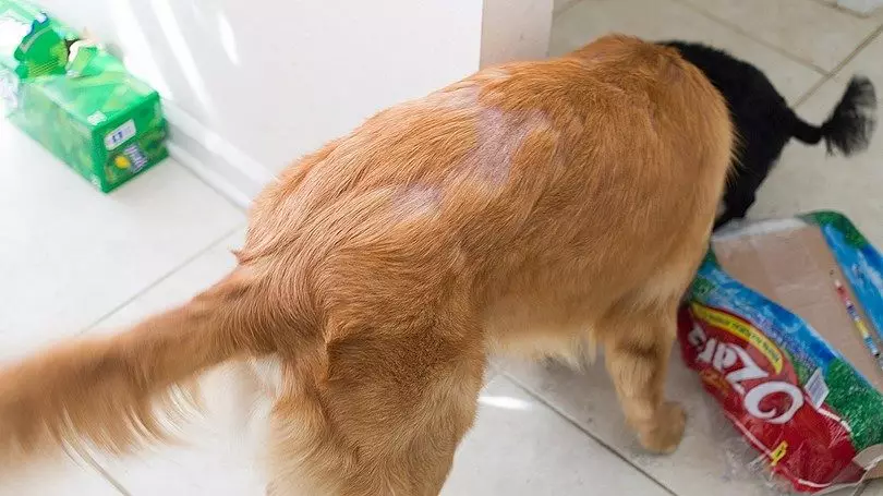 can stress cause bald spots in dogs