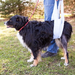 Dog-recovering-from-TPLO-surgery-walking-with-sling-support-thumb-700×700-300×300