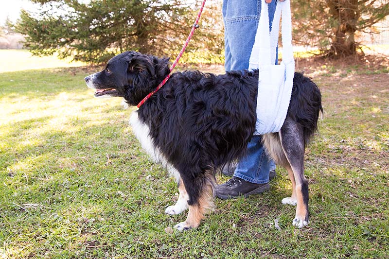 cruciate ligament support for dogs