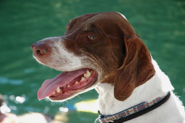 English Pointer Dog is happy and smiling