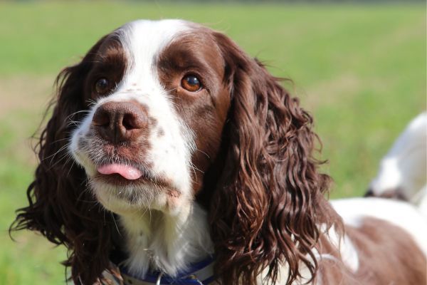 English Springer Spaniel Dog close up