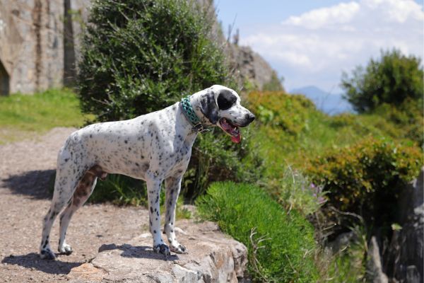 English pointer dog admiring the view