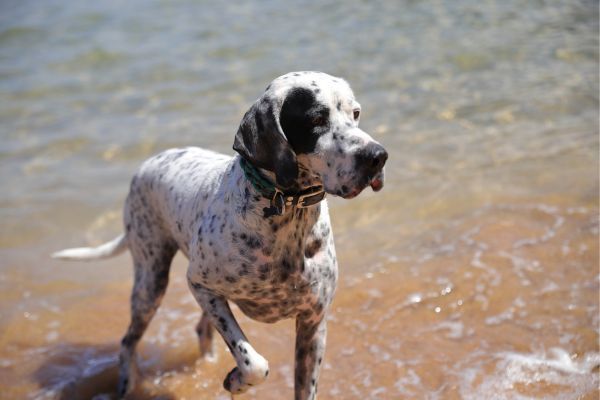 English pointer running in the water