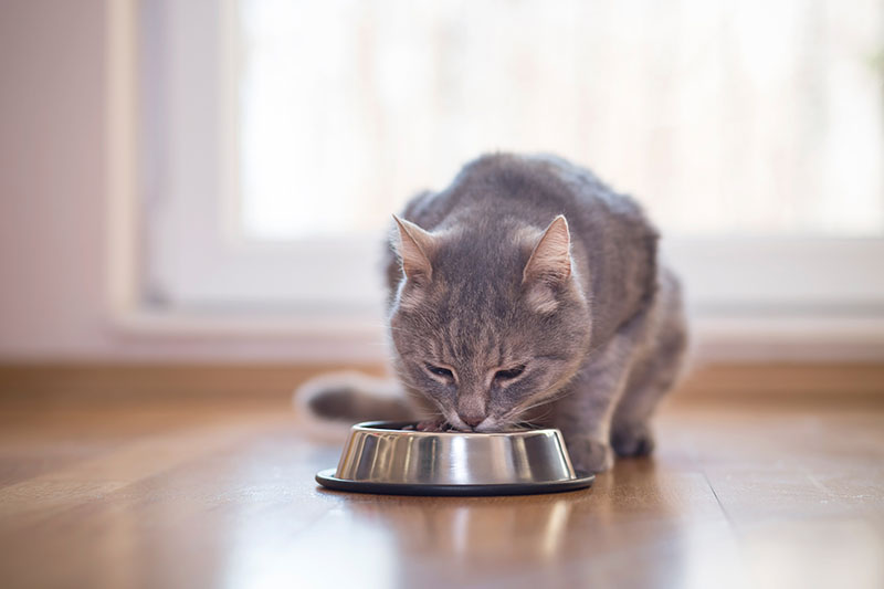 special food for cats with urinary problems