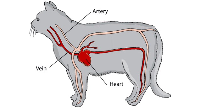 Cardiac disease in cats: Feline heart, veins and arteries
