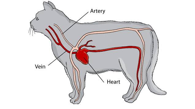 Cat heart disease treatment hotsell