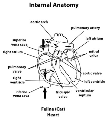 Cardiac disease in cats: Feline heart, external anatomy