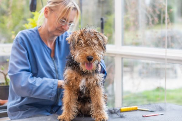 First grooming of a young Welsh Terrier