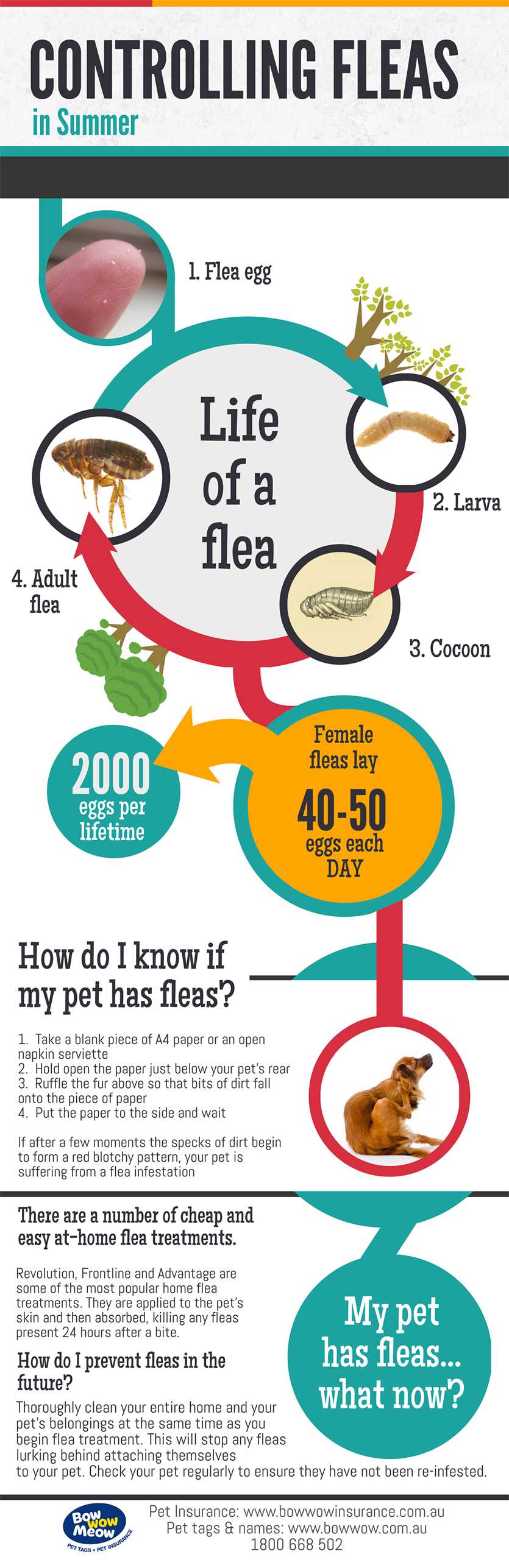 How to prevent leas on your pet this summer? Cheap and easy at home flea treatments. Prevent fleas in future. Life of a flea.
