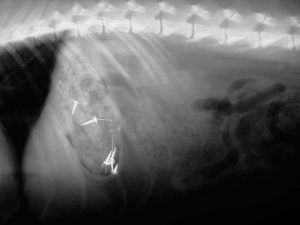 bowel obstruction in dogs, dog intestinal blockage, foreign object in dog's stomach, obstruction in dogs, symptoms of bowel obstruction in dogs; intestinal obstruction in dogs Abdominal radiograph (X-ray) of a dog that ate some nails which you can see in his stomach.