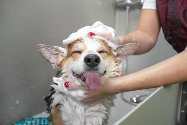 Funny portrait of a welsh corgi pembroke dog showering with shampoo