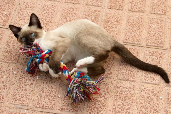 Siamese cat playing with a rope toy on the brick floor