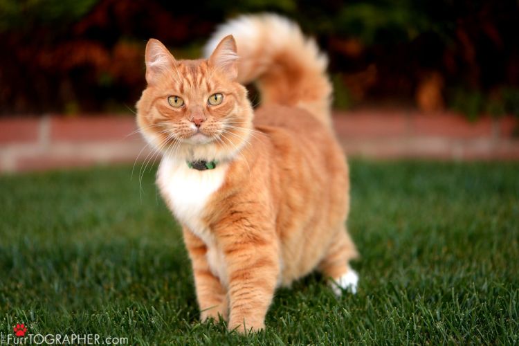 Furrtographer Pet Photography Ginger Cat