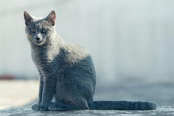 Graceful Russian Blue Cat in Sunlit Urban Setting