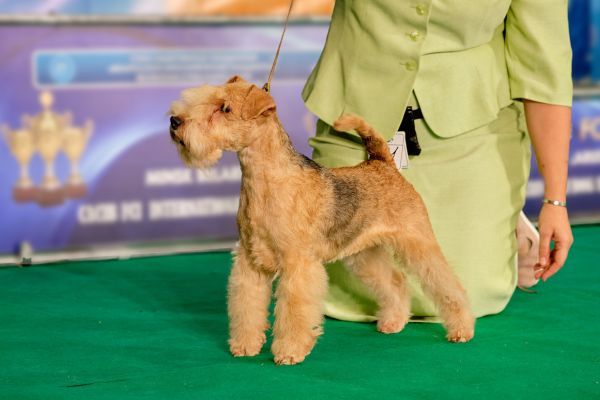 Handler shows off the lines of The Welsh Terrier dog at the dog show