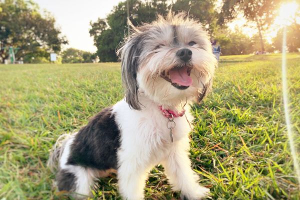 Havanese dog smiling