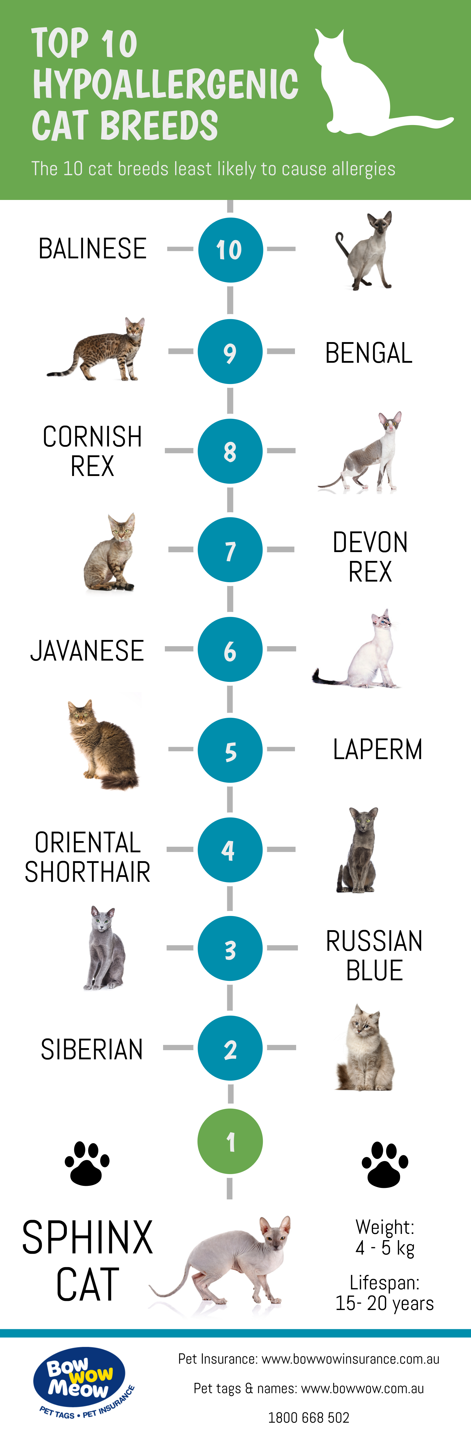 Top 10 Hypoallergenic Cats - Bow Wow 