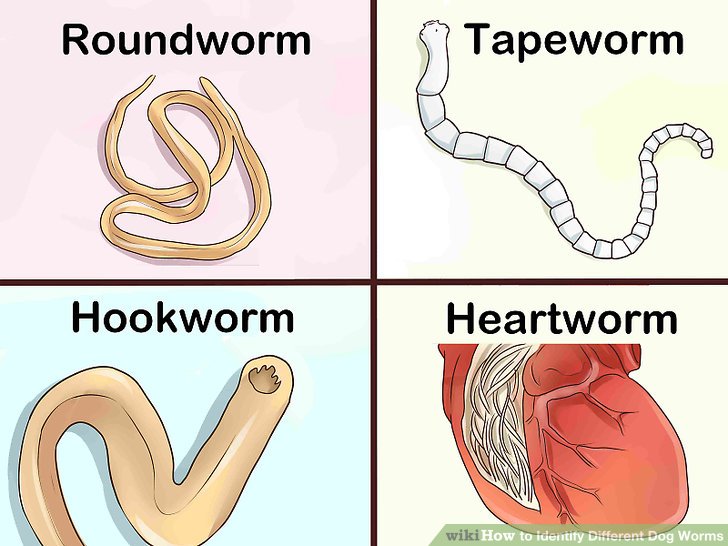 Identify-Different-Dog-Worms