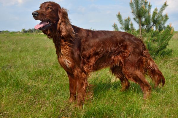 Irish Setter standing in profile outside