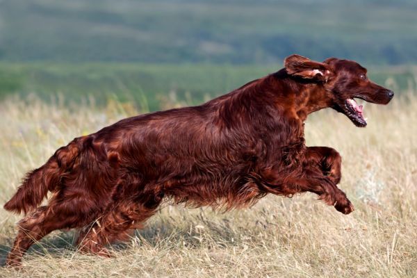Irish Setter running through a field