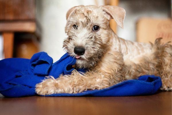 Irish Soft Coated Wheaten Terrier puppy indulges and nibbles a blue towel