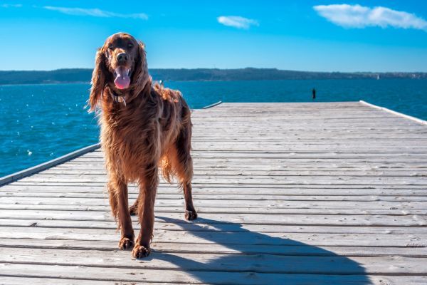 Irish setter