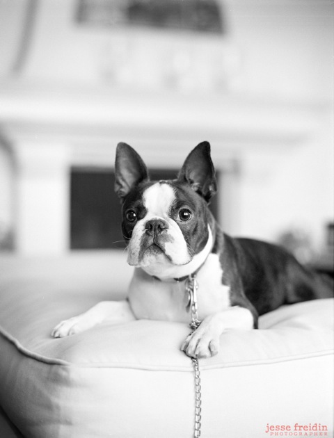 Jesse Freidin Vogue5 pet photography