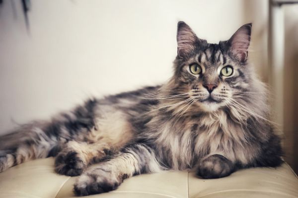 Maine Coon cat breed Bow Wow Meow Pet Insurance