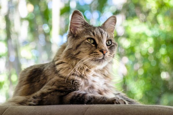 Maine Coon cat breed Bow Wow Meow Pet Insurance