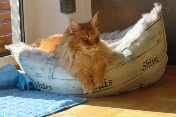 Maine Coon cat breed Bow Wow Meow Pet Insurance