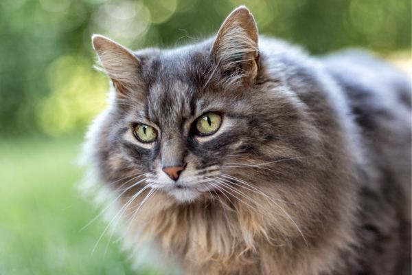 Maine Coon cat breed Bow Wow Meow Pet Insurance