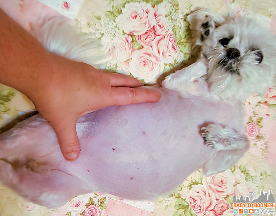 Maltese with enlarged abdomen due to PLE. protein losing enteropathy in dogs ple in dogs protein loss in dogs canine protein losing enteropathy ple dogs prognosis