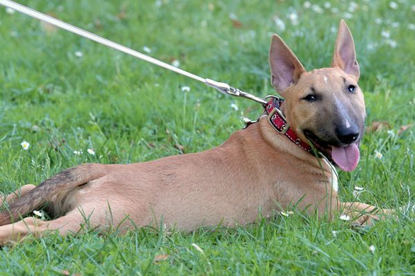 Miniature Bull Terrier on a green grass lawn